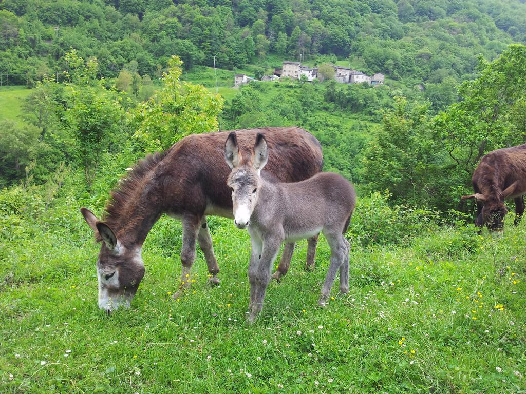 Agriturismo Ca Sonino Bettola  Екстериор снимка